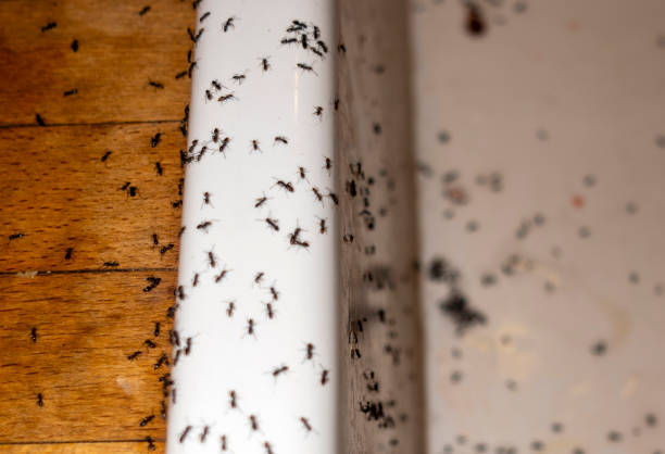 Best Wildlife Control Services  in Brookside, NJ
