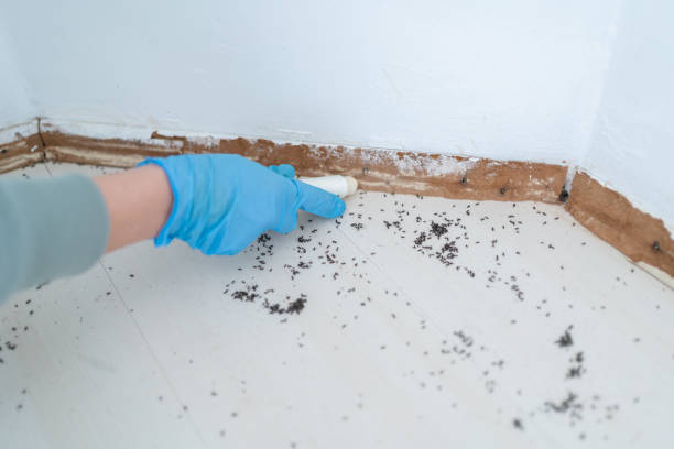 Best Pest Inspection Near Me  in Brookside, NJ